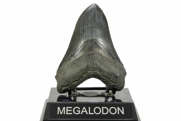 Fossil Megalodon Tooth - South Carolina #365753